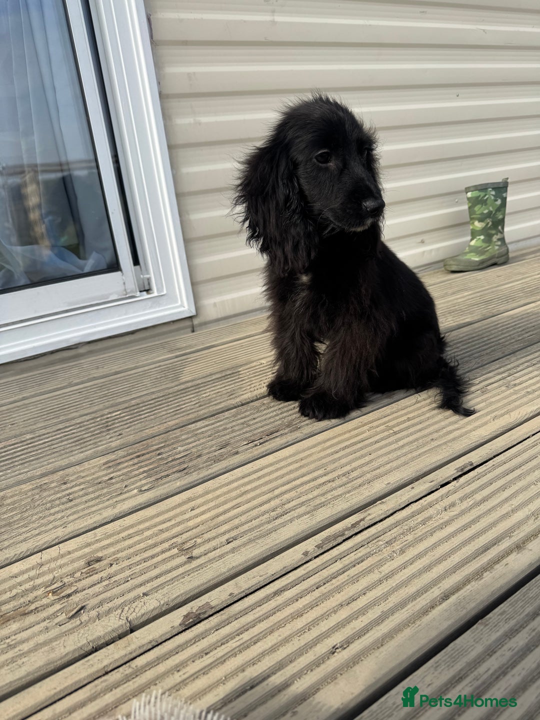 Cocker Spaniel dogs for sale: cocker spaniel two boy puppy’s left - Image 8