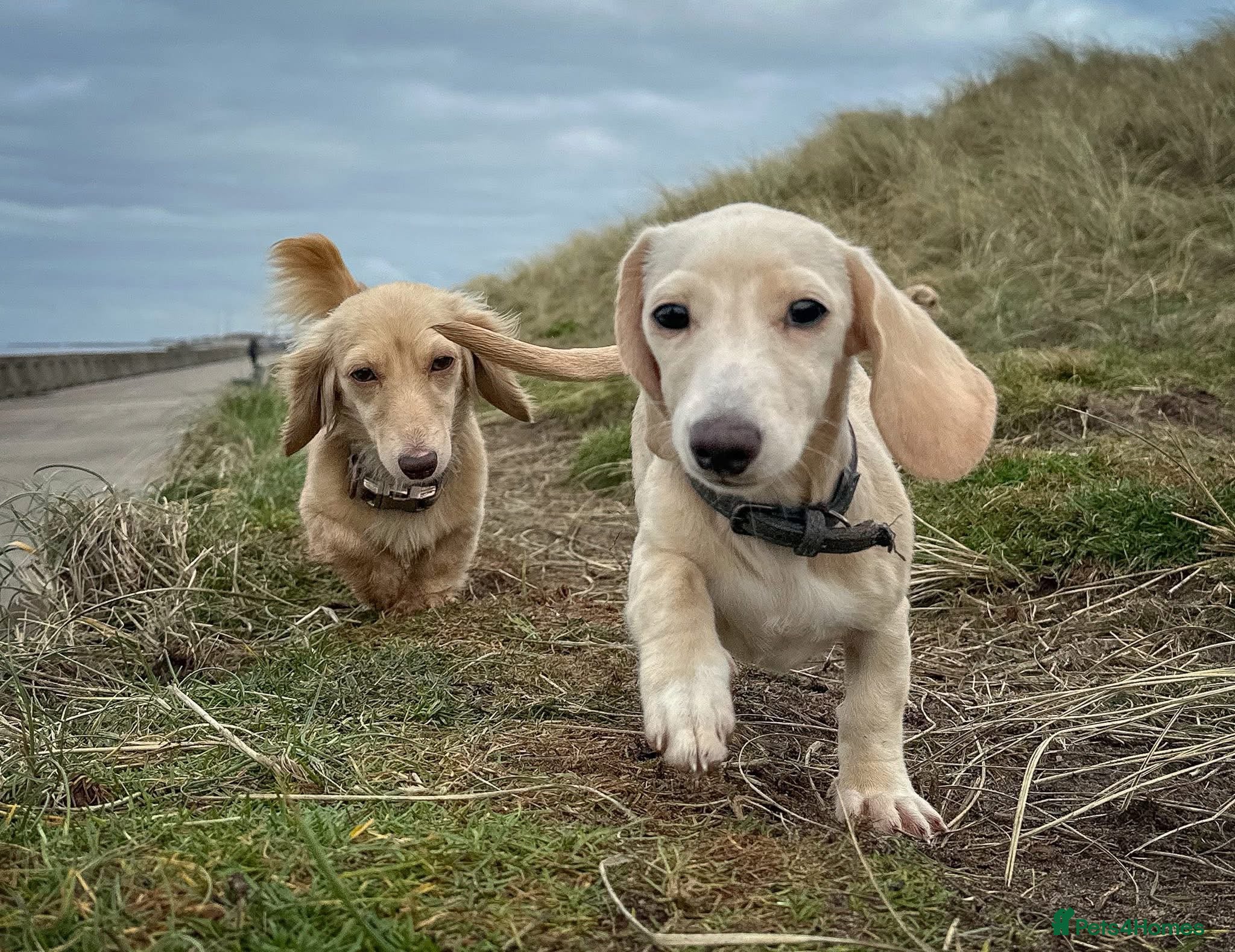 Miniature Dachshund dogs Cream miniature dachshunds  - Advert 16