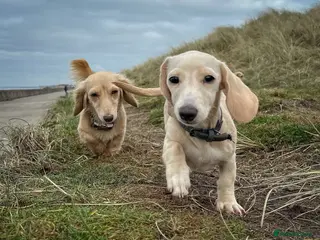 Miniature Dachshund dogs Cream miniature dachshunds - Advert 16