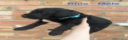 Cockapoo dogs for sale: 6 beautiful miniature cockapoos  - Advert 13