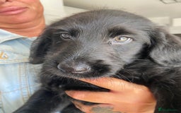 Labradoodle dogs for sale: F1 labradoodles  - Image 17
