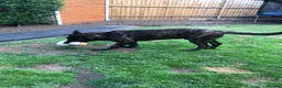 German Shepherd dogs for sale: Dutch shepherd, not a German shepherd  - Advert 8