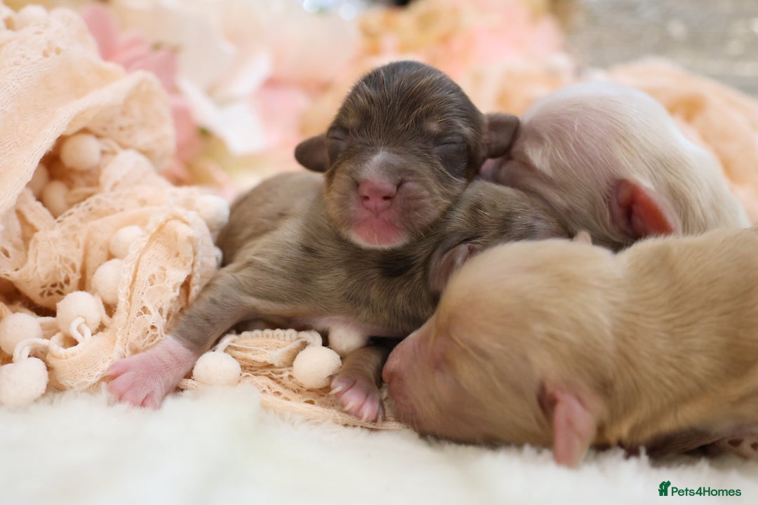 Miniature Dachshund dogs for sale: KC Longhair Miniature Dachshund Puppies - Advert 8