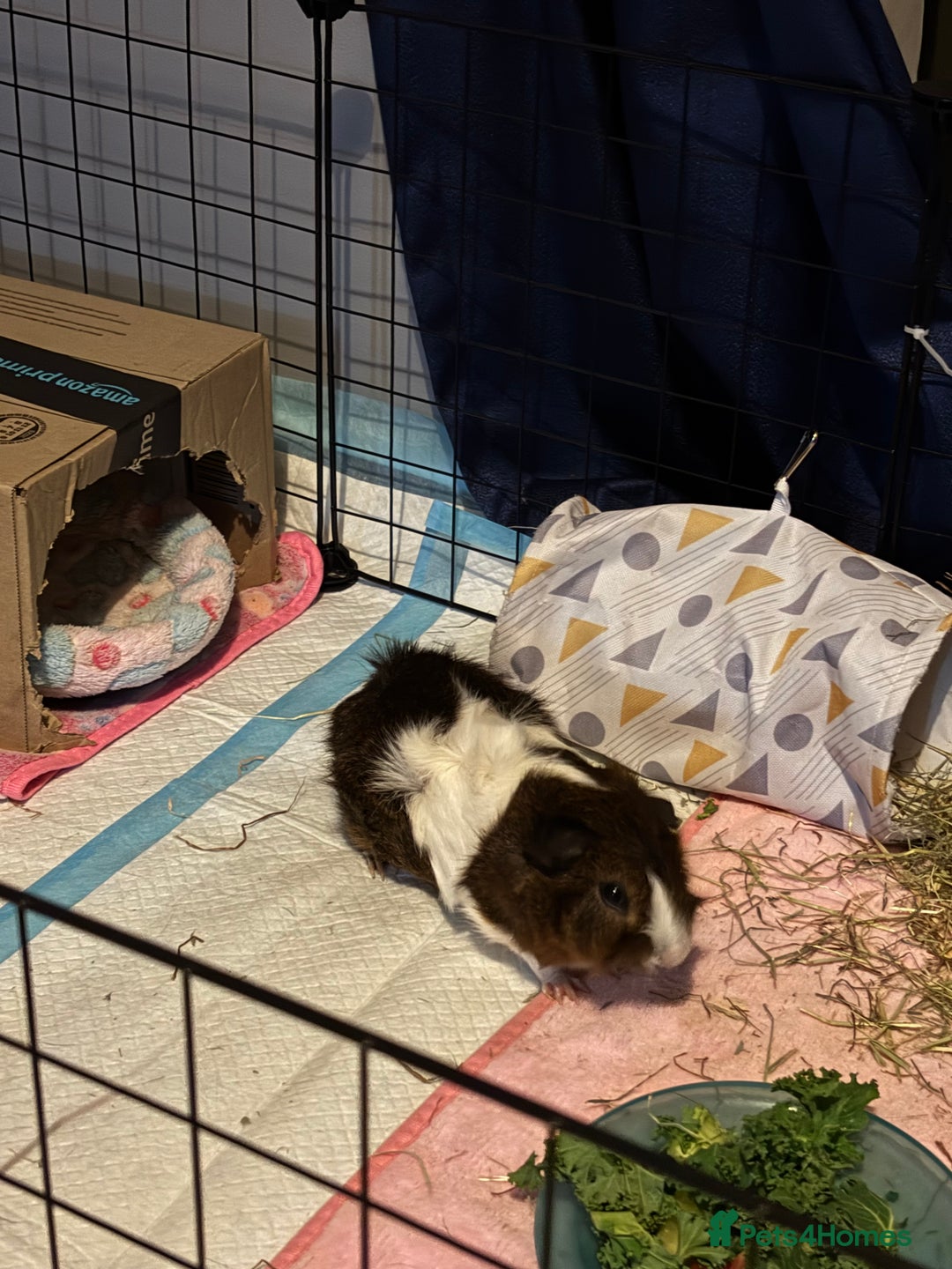 Guinea Pig rodents for sale: Alfie - Male Guinea Pig - Advert 4
