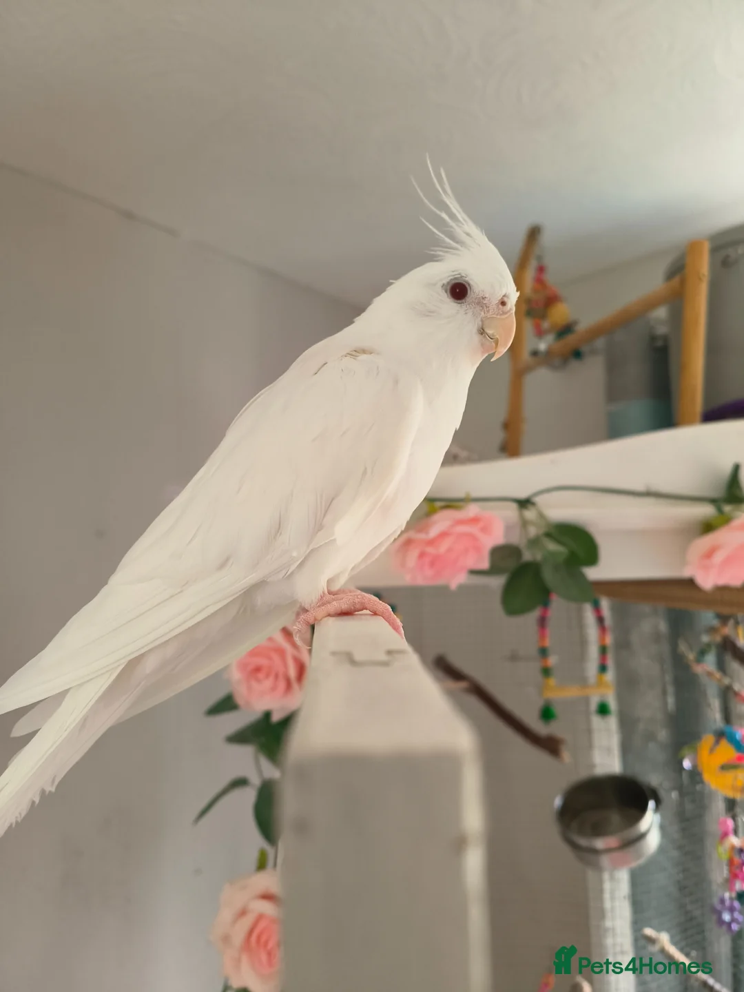 Cockatiels birds for sale: Winnie in Shrewsbury - Advert 3