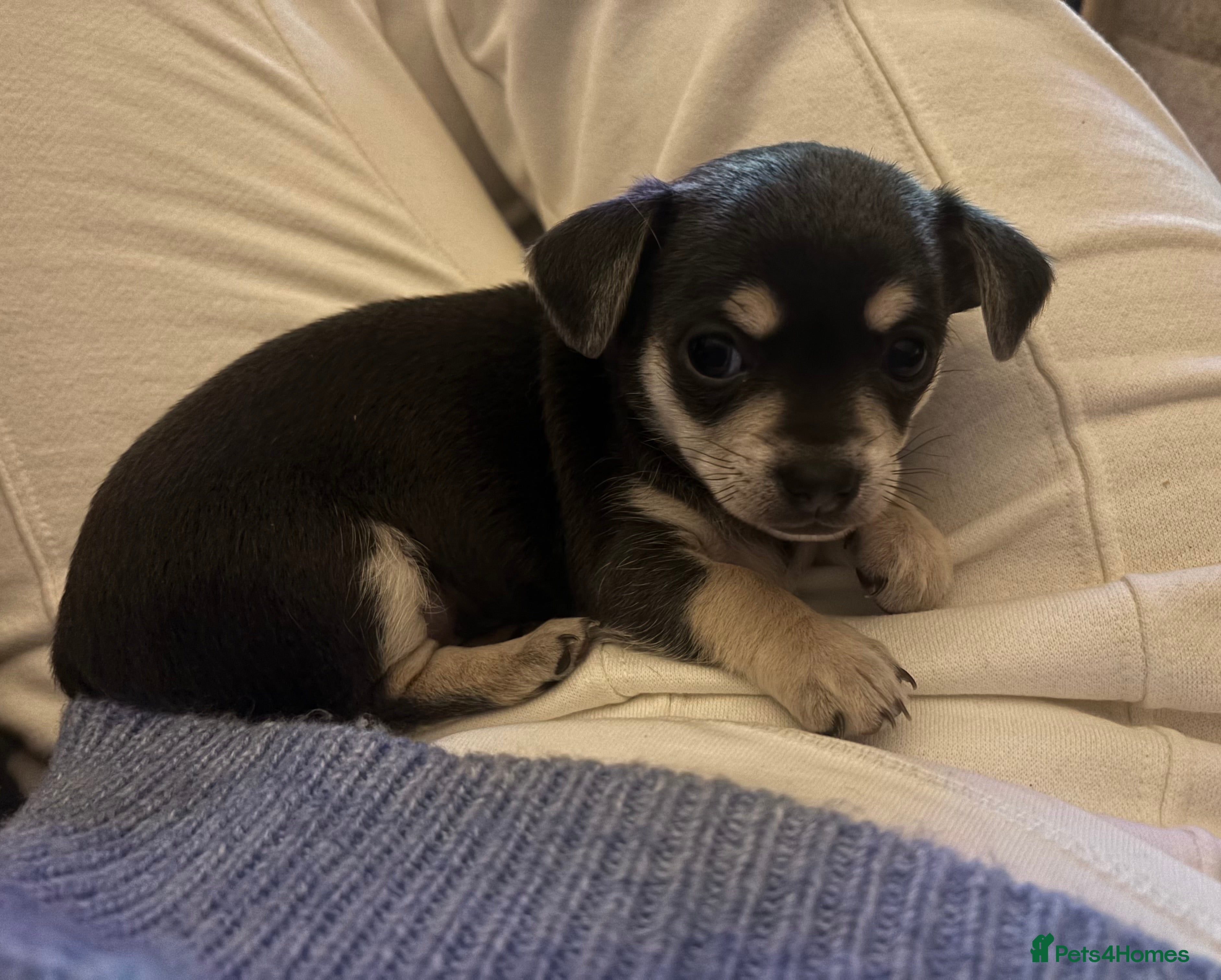 Chihuahua dogs Female chihuahua ready 08.03.26 - Advert 13