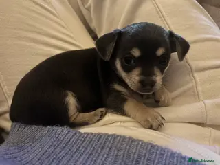 Chihuahua dogs Female chihuahua ready 08.03.26 - Advert 13