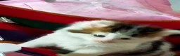 Mixed Breed cats for sale: Kittens for sale  in Alfreton - Advert 24