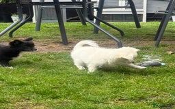 Chihuahua dogs for sale: Gorgeous Long coat MALE WHITE chihuahua.  - Image 23