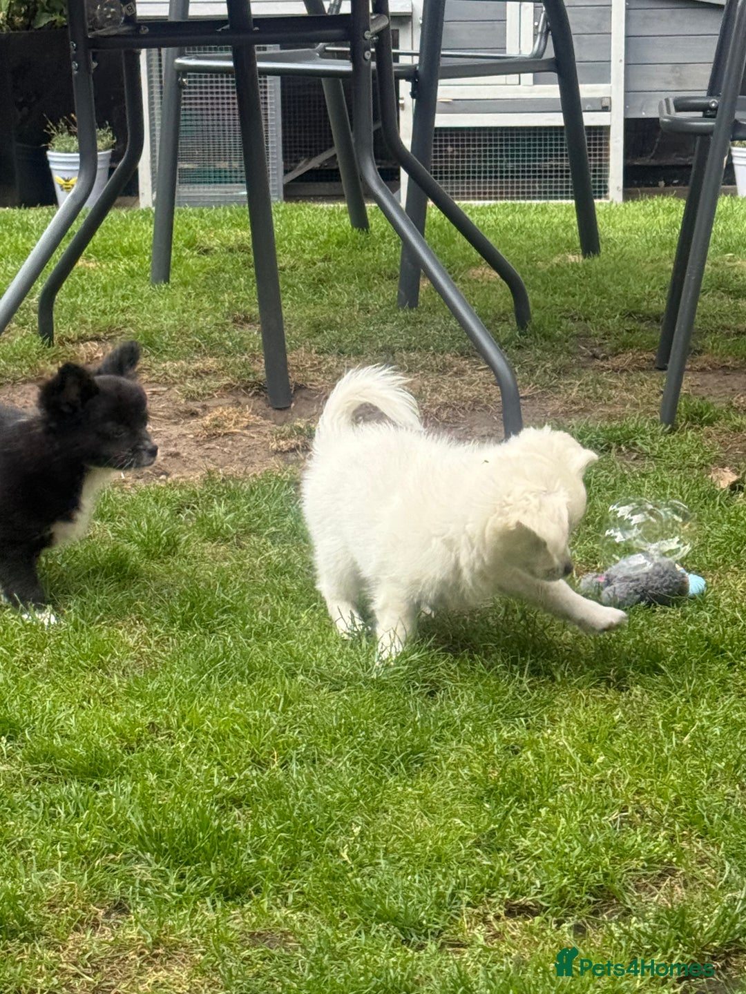 Chihuahua dogs for sale: Gorgeous Long coat MALE WHITE chihuahua.  - Image 23
