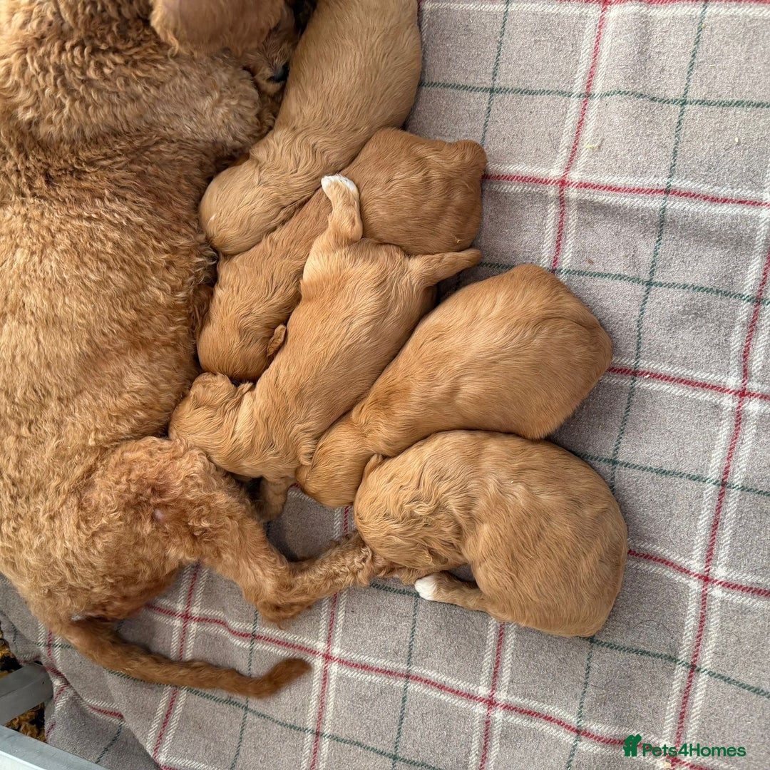 Cavapoo dogs for sale: Stunning F1 Cavapoo puppies - Advert 9