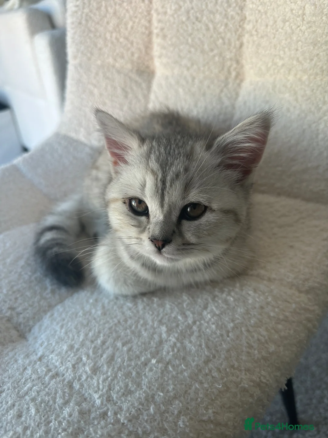 Scottish Fold cats for sale: Rare Scottish fold - Advert 2