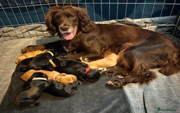 Sprocker dogs for sale: 9 gorgeous Sprocker pups - Image 1