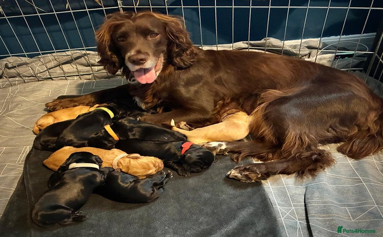 Sprocker dogs - Advert 6