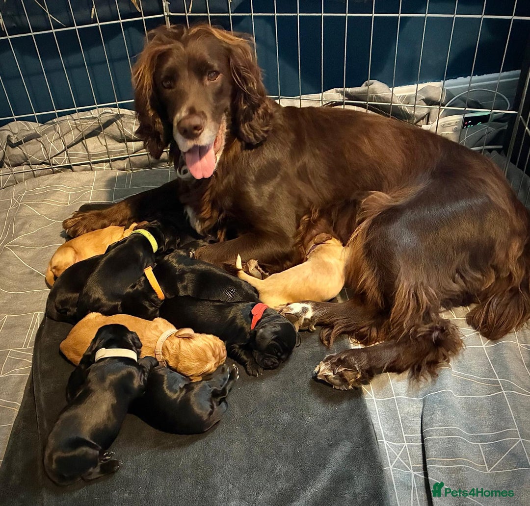 Sprocker dogs for sale: 9 gorgeous Sprocker pups - Image 1