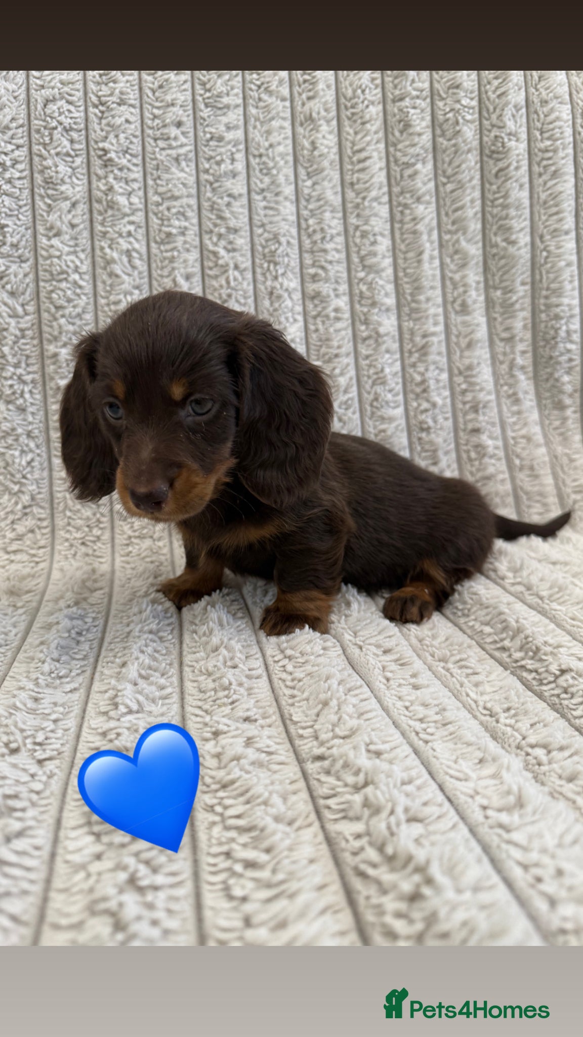 Miniature Dachshund dogs Quality long hair minature dachshund looking 🏡 - Advert 1
