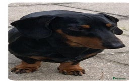 Dachshund dogs for stud: Lovely Tomos Black & Tan Dachshund For Stud in Redhill - Image 7