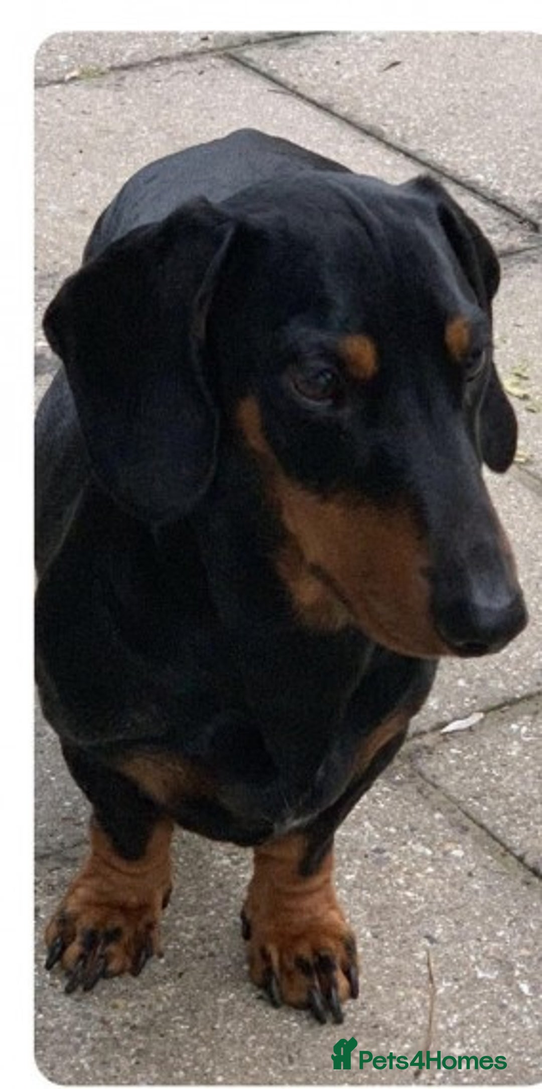 Dachshund dogs for stud: Lovely Tomos Black & Tan Dachshund For Stud in Redhill - Image 7