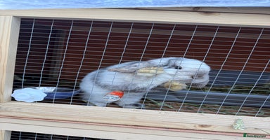 Mini Lop rabbits Two Mini Lop Bucks 🩵 - Advert 2