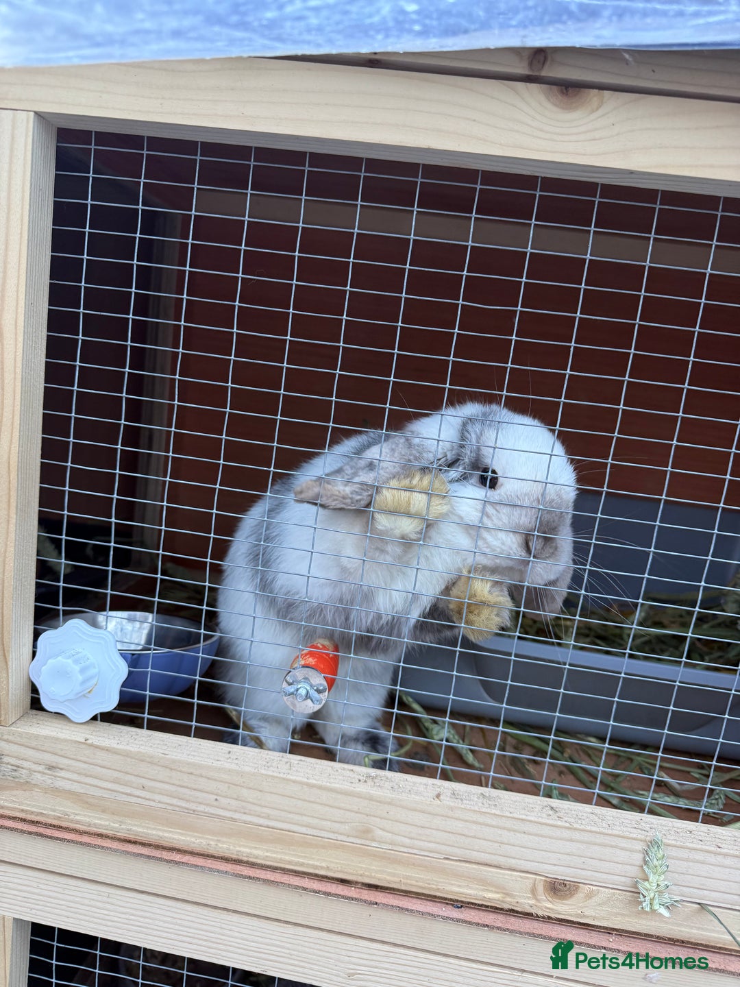 Mini Lop rabbits for sale: Two Mini Lop Bucks 🩵 - Advert 3