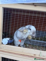 Mini Lop rabbits Two Mini Lop Bucks 🩵 - Advert 4