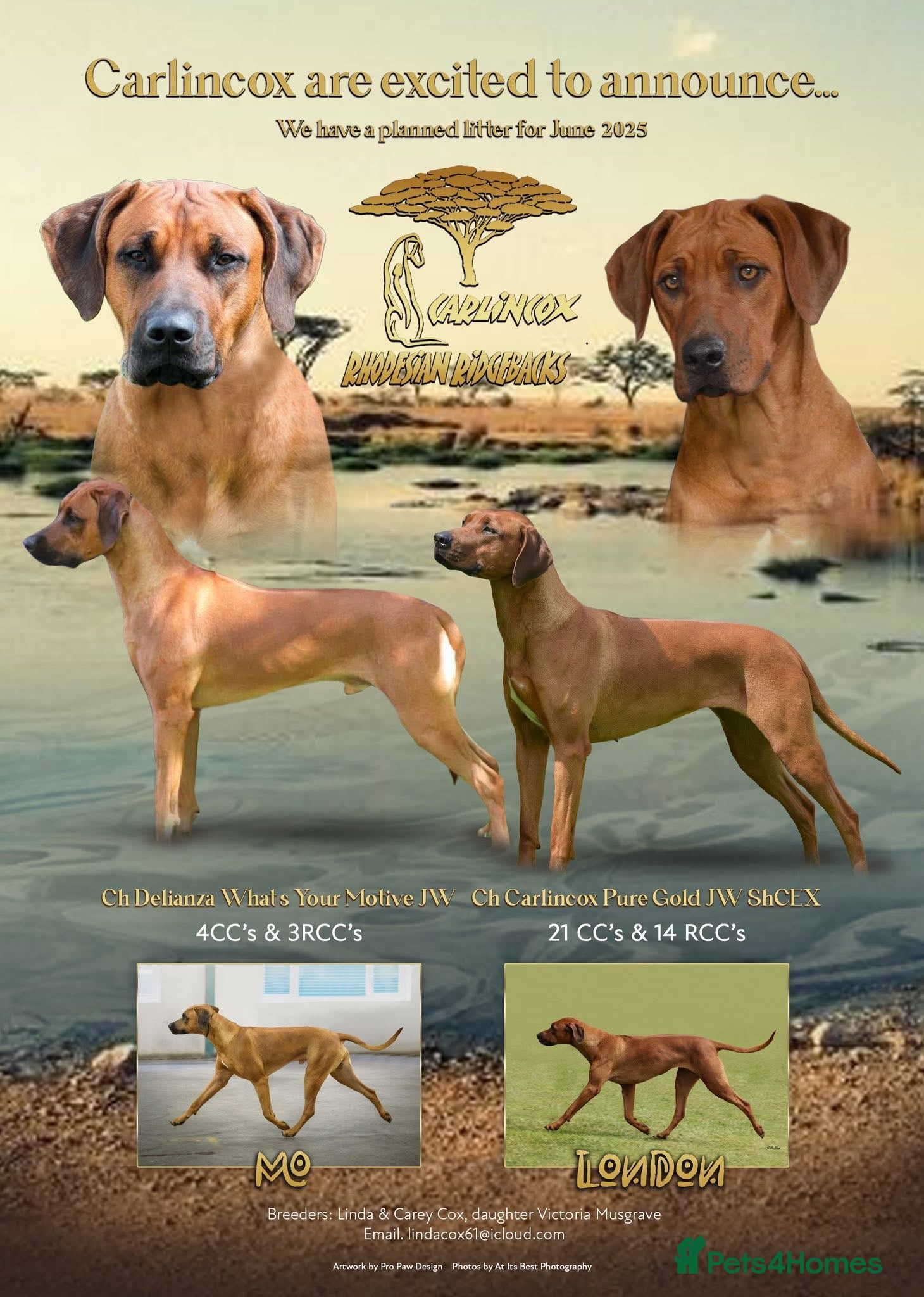 Rhodesian Ridgeback dogs for sale: Rhodesian Ridgeback puppies available  - Advert 1