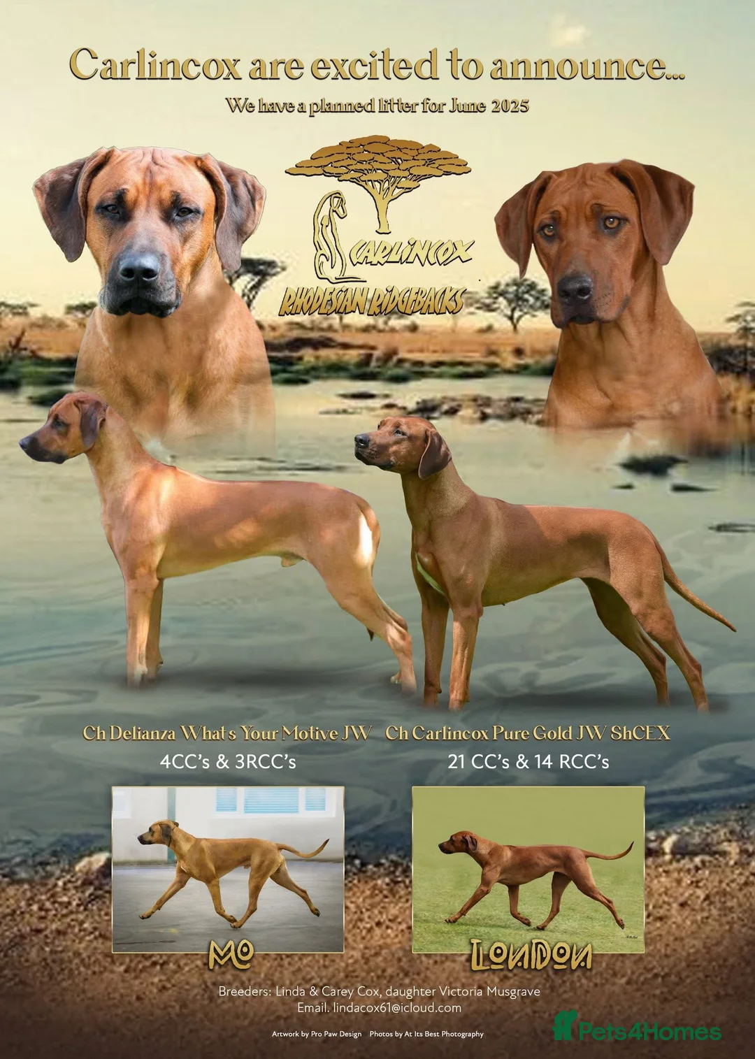 Rhodesian Ridgeback dogs for sale: Rhodesian Ridgeback puppies available  - Advert 1