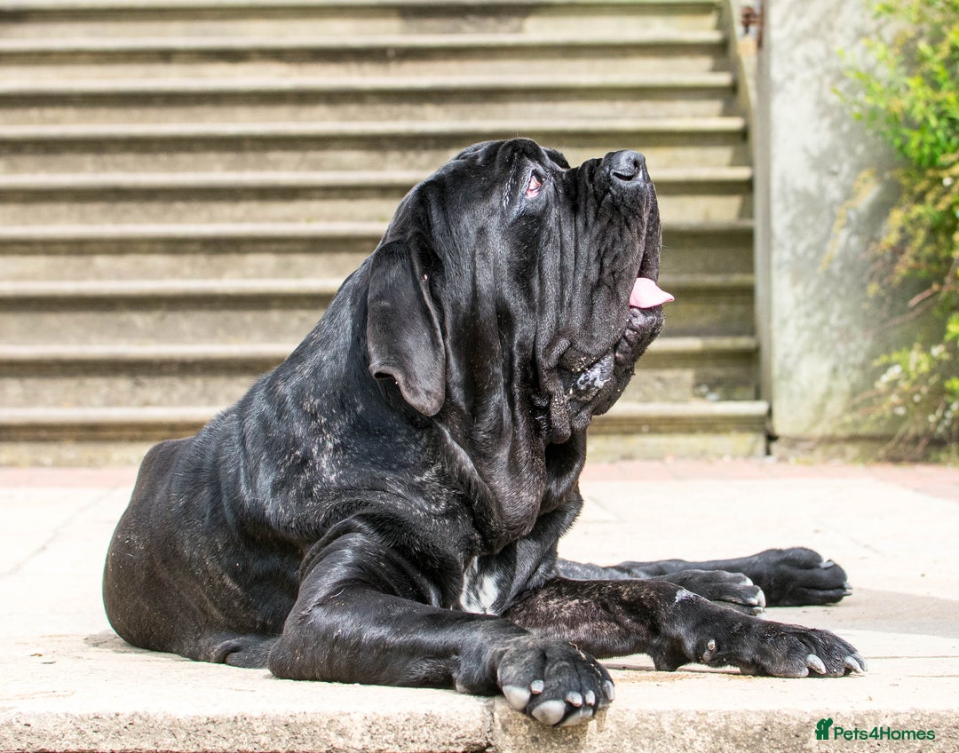 Neapolitan Mastiff dogs for stud: Neapolitan mastiff stud  - Image 2