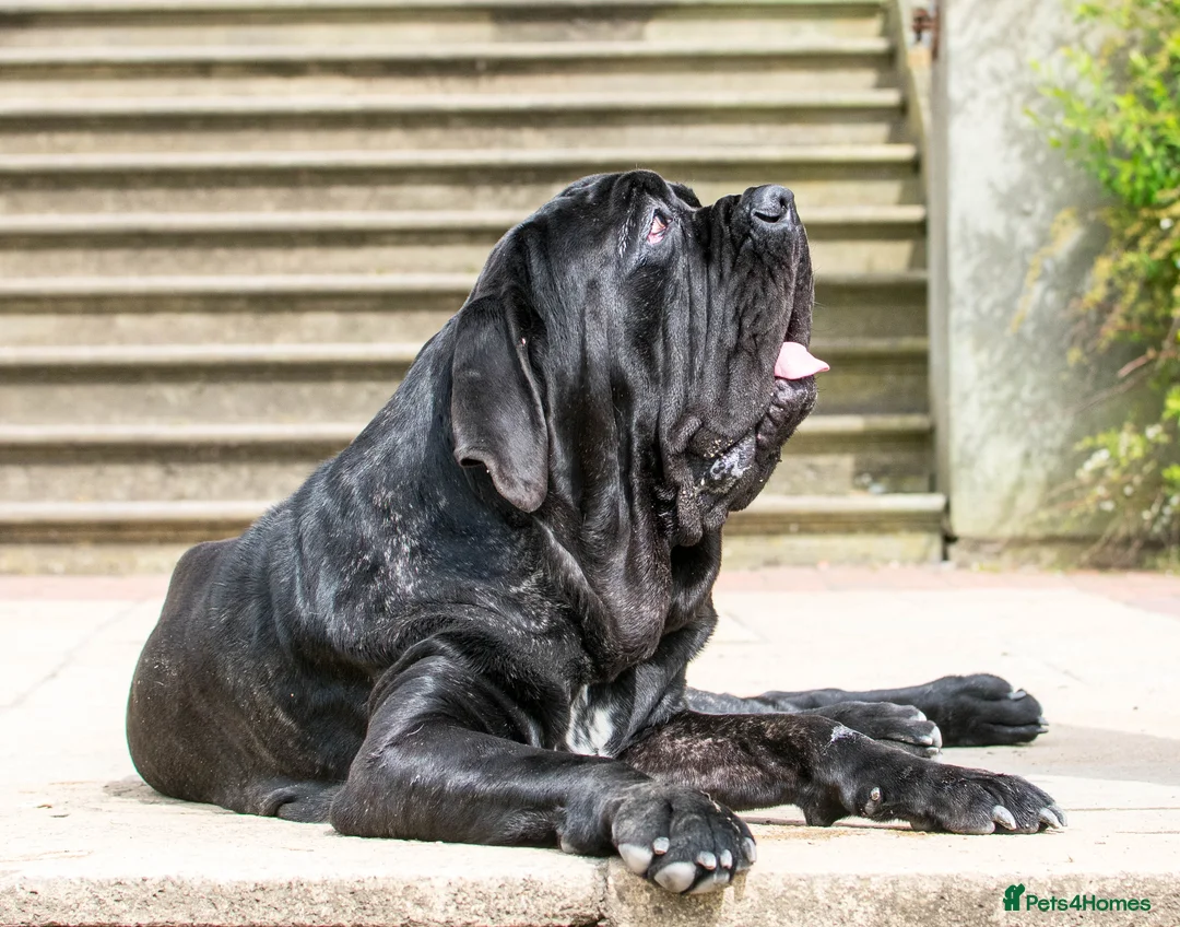 Neapolitan Mastiff dogs for stud: Neapolitan mastiff stud  - Advert 3
