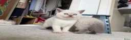 British Shorthair cats for sale: Britishshort hair Pedigree Kittens | DNA Clear  - Advert 27