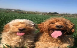 Mini Goldendoodle dogs for sale: Mini Goldendodole girls for sale - Image 4