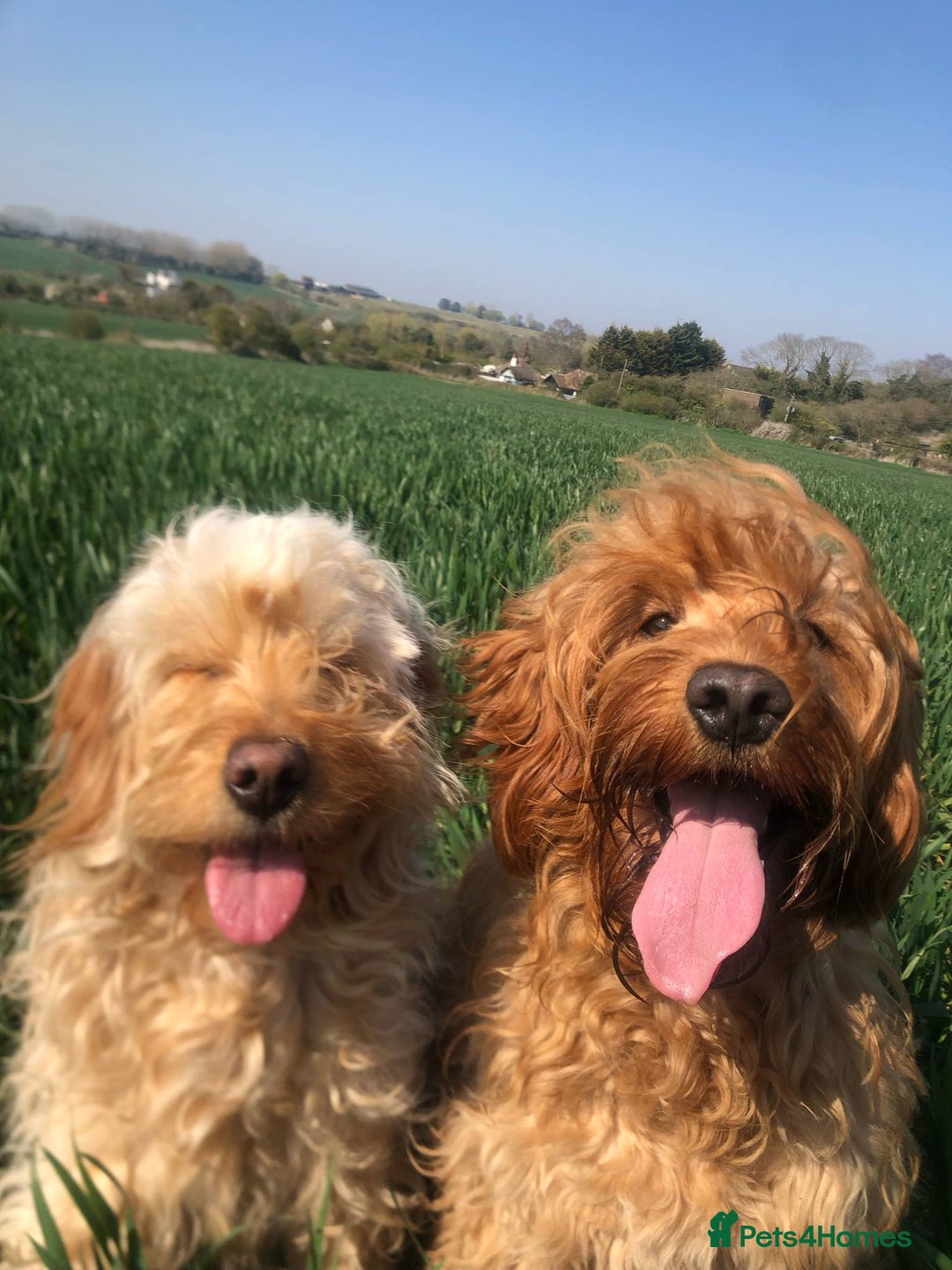 Mini Goldendoodle dogs for sale: Mini Goldendodole girls for sale - Image 4