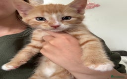 Mixed Breed cats for sale: Ginger kitten male  - Image 3