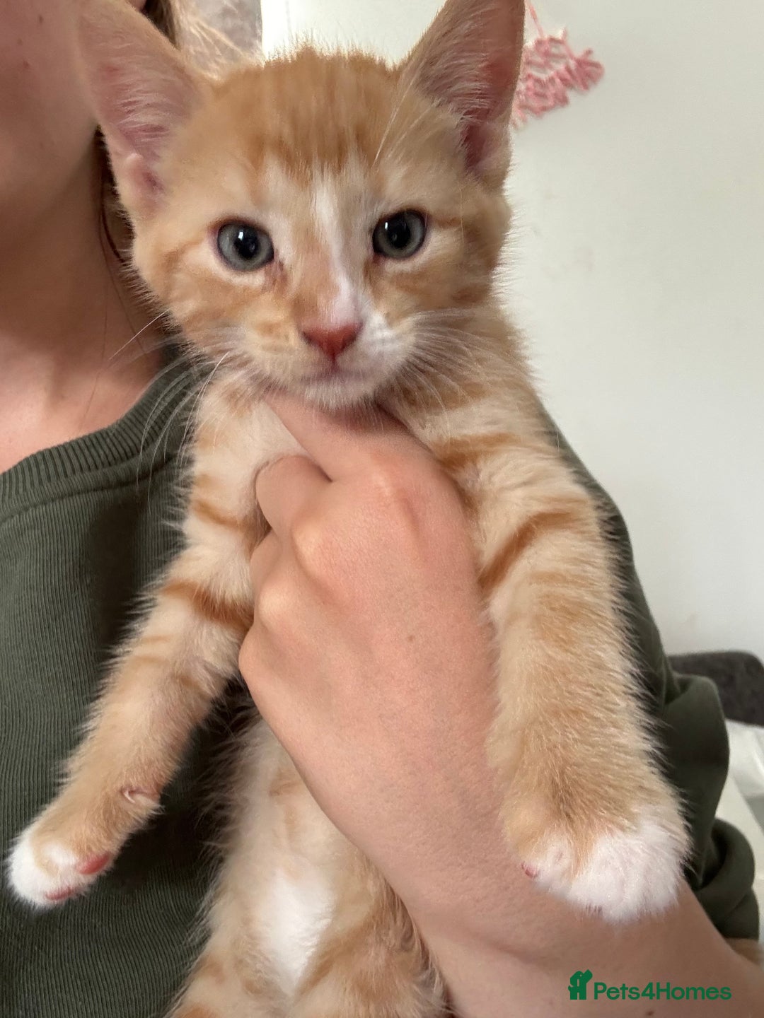 Mixed Breed cats for sale: Ginger kitten male  - Image 3
