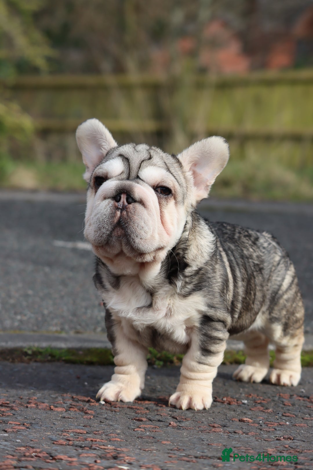 French Bulldog dogs for stud: Daddy Wolf EA husky French bulldog - Image 3
