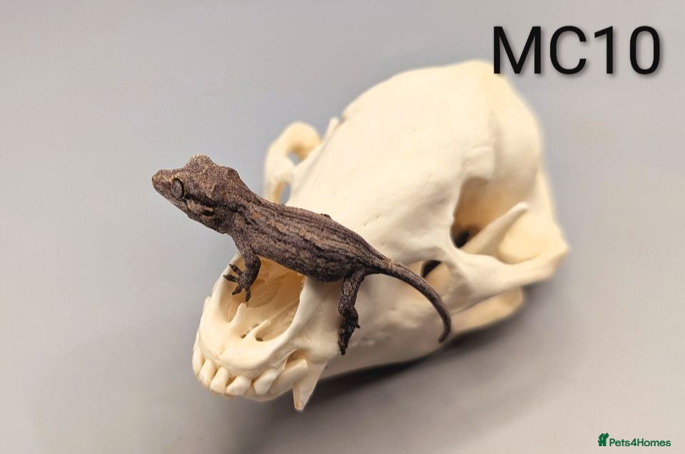 Gecko reptiles Orange Stripe Gargoyle Gecko CB26 - Advert 1