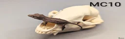 Gecko reptiles for sale: Orange Stripe Gargoyle Gecko CB26 - Advert 1