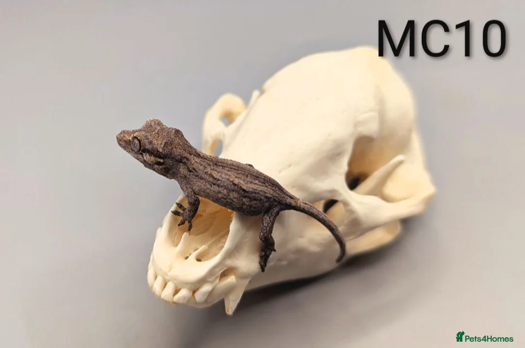 Gecko reptiles for sale: Orange Stripe Gargoyle Gecko CB26 - Advert 1