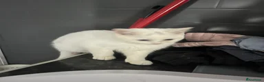 British Shorthair 3