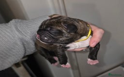 Boxer dogs for sale: Beautiful Boxer cross - Image 7