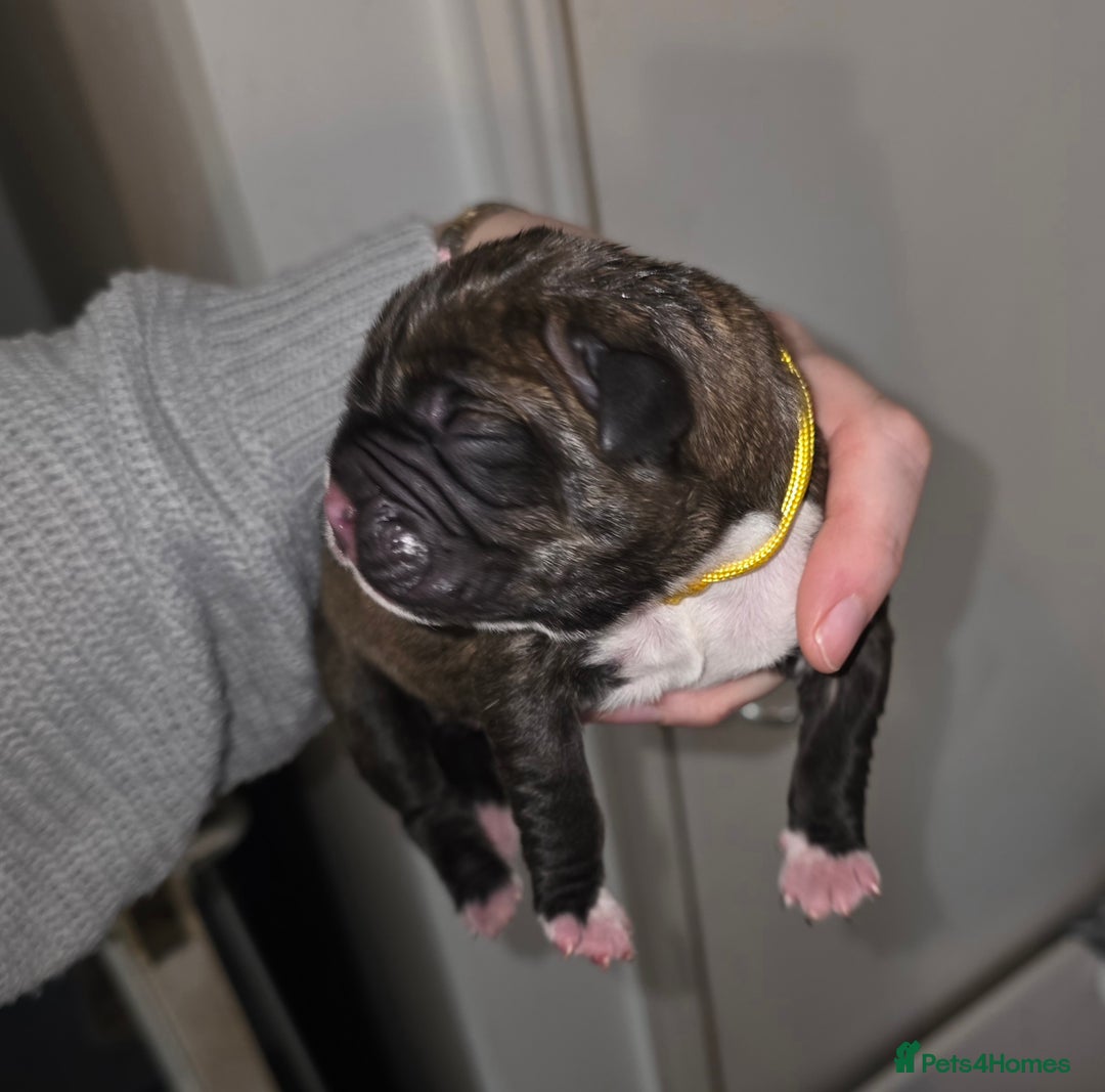 Boxer dogs for sale: Beautiful Boxer cross - Image 7