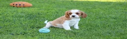 Cavalier King Charles Spaniel dogs for sale: PUG x CAVALIER puppies for sale  - Advert 24