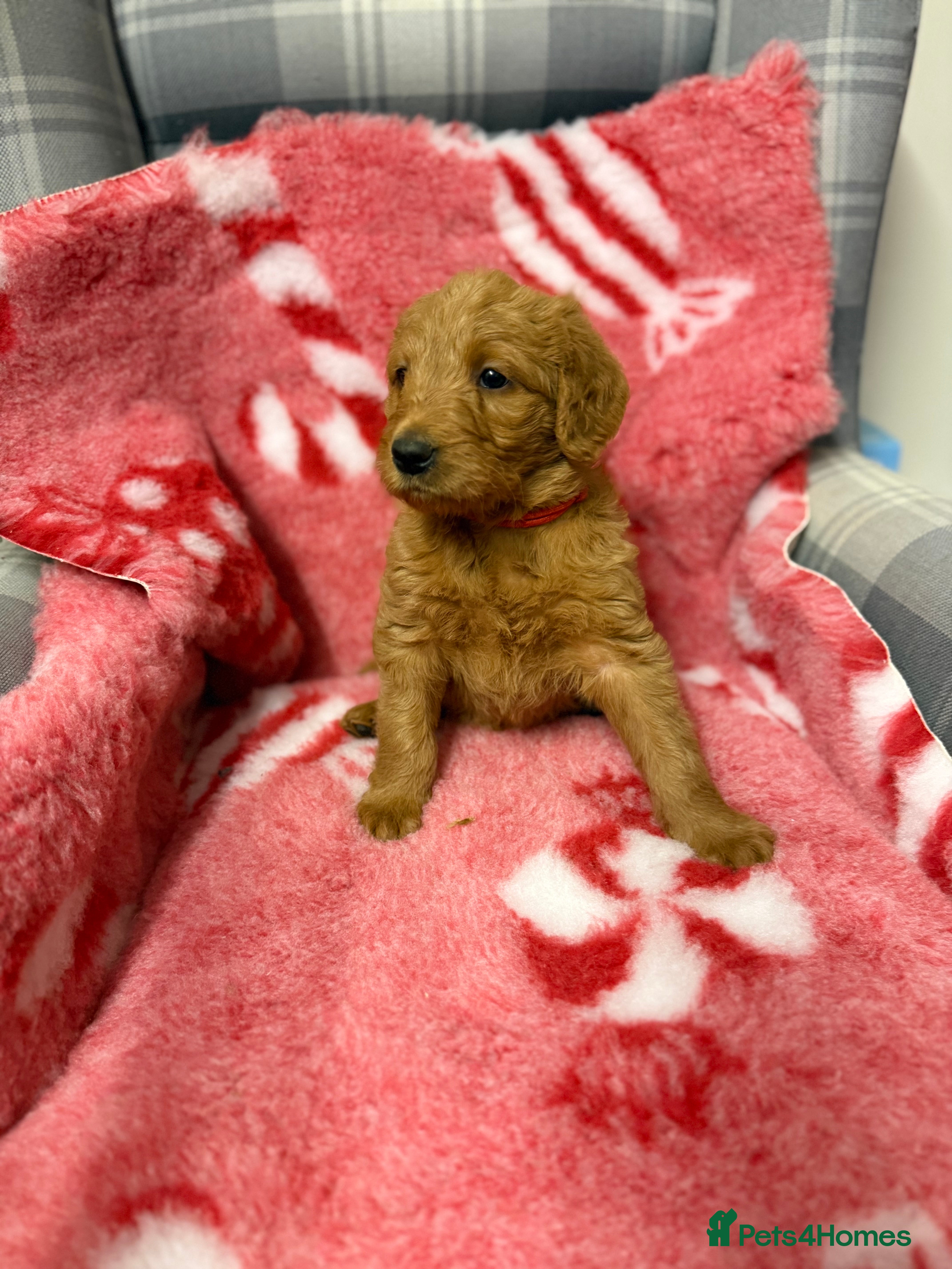 Labradoodle dogs 6 beautiful labradoodles - Advert 2