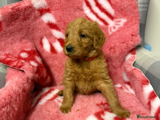 Labradoodle dogs 6 beautiful labradoodles - Advert 2