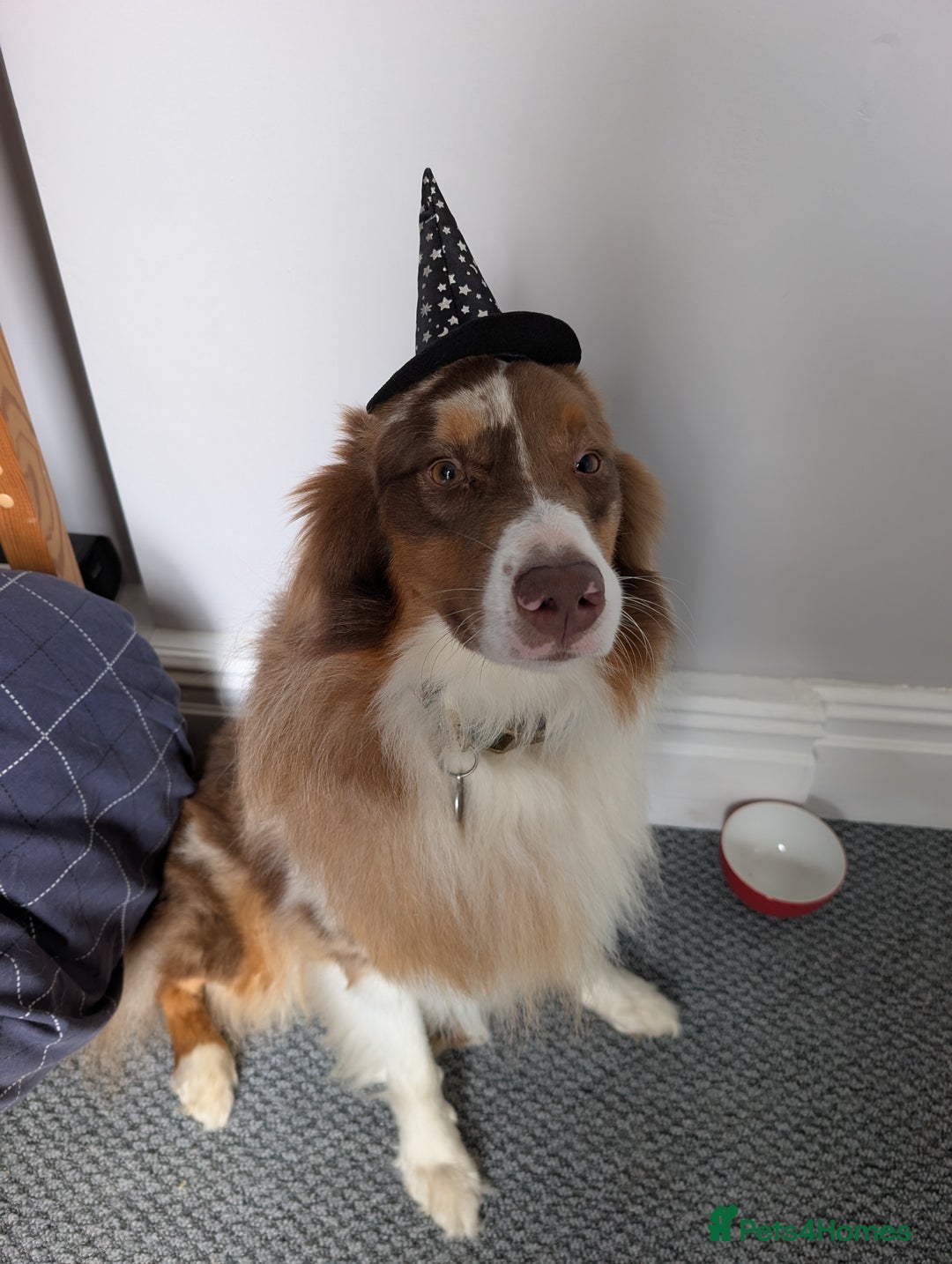 Australian Shepherd dogs for sale: Beautiful Australia shepherd looking for home - Image 1