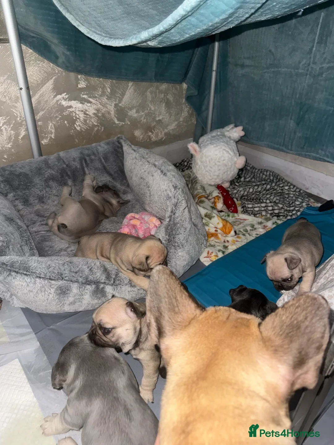 French Bulldog dogs for sale: Elegant Litter of Six KC Registered French Bulldog - Advert 13