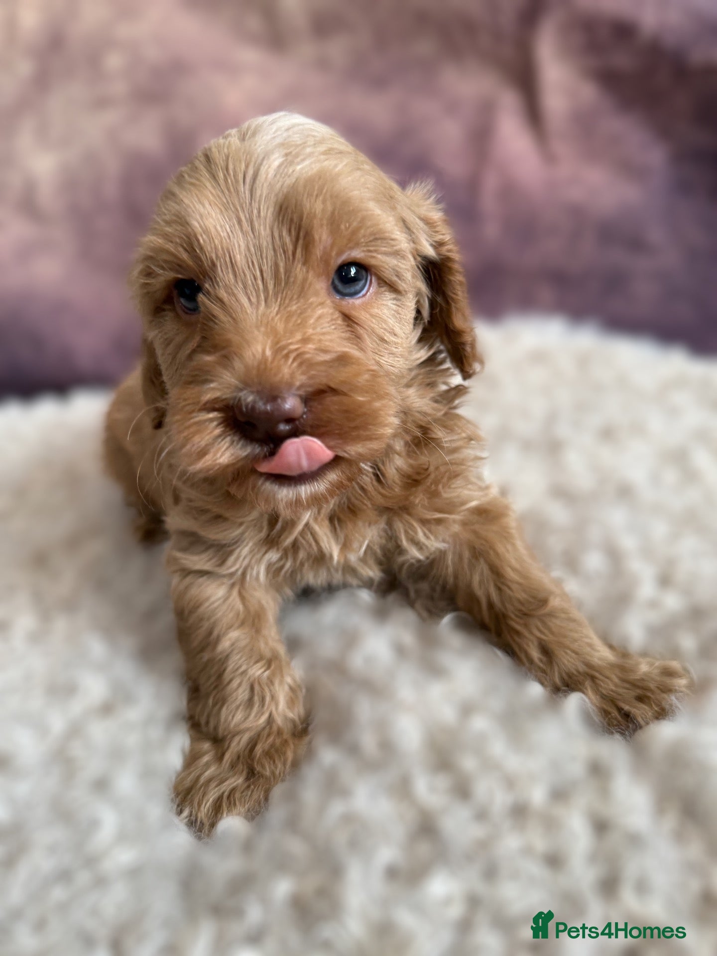 Cavapoo dogs 3 Cavapoo puppies rare colours/green eyes - Advert 2