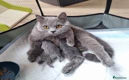 British Shorthair cats for sale: Beautiful British Short hair Blue kittens for sale - Image 5
