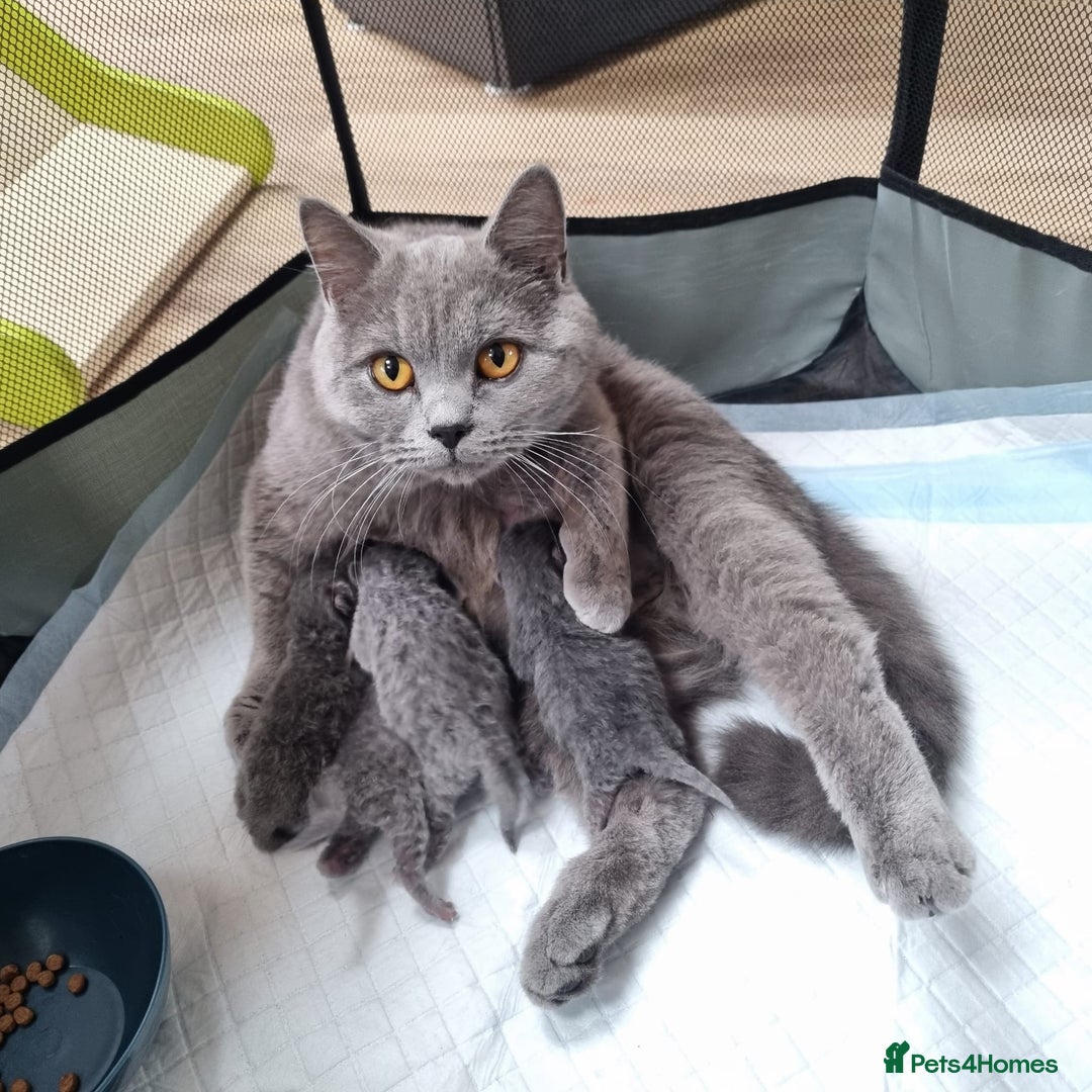 British Shorthair cats for sale: Beautiful British Short hair Blue kittens for sale - Image 5