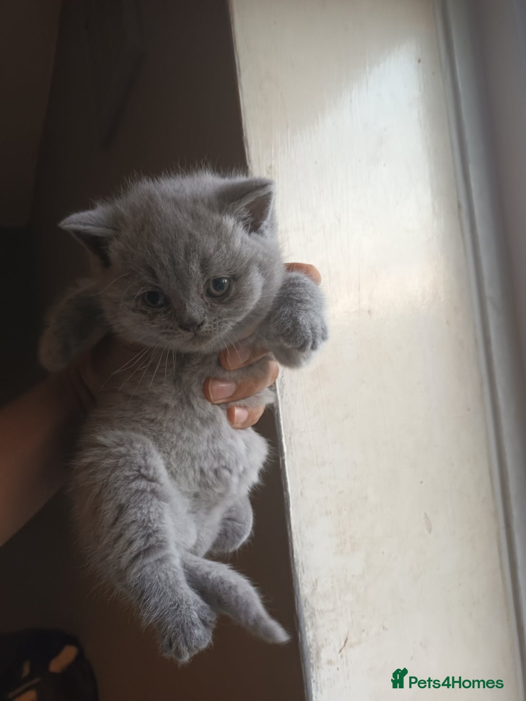 British Shorthair cats for sale: ONLY ONE FEMALE BRITISH SHORTHAIR LEFT - Advert 5